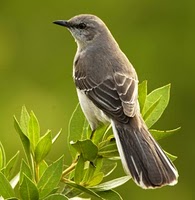 Mockingbird Mini-Conference Details