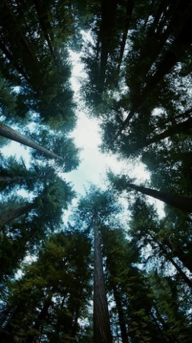 the-tree-of-life_3