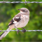 Mockingbird on a Wire: Grace Across the Church Divide